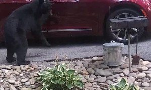 Bear Checking If Car Is Unlocked
