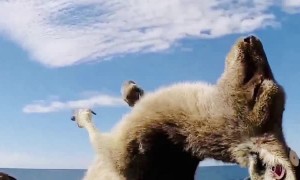 Kangaroo Scratching It's Belly in the Wind
