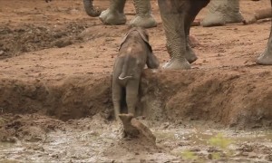 Elephants Urgently Rush Over To Save Baby