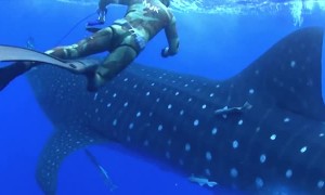 Scary Footage Shows Whale Shark Crashing Into Diver