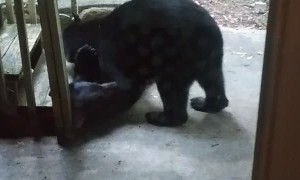 Bears Bring Nature Show to Front Door
