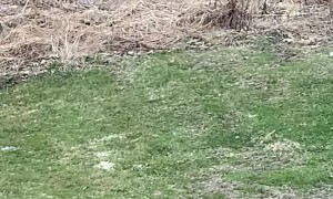 Smell of Steak Brings Bear From the Woods