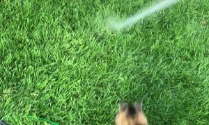 Cat Has Fun with Hose