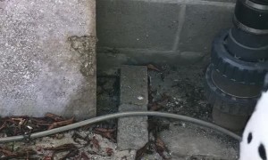 Dalmatian Fascinated by Frog