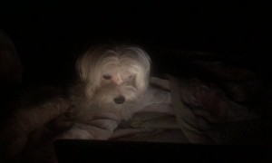 Dog Enjoying Movie Time on a Tablet