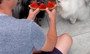 Cats chow down on tasty watermelon treat