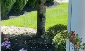 Squirrel Relaxes in Backyard