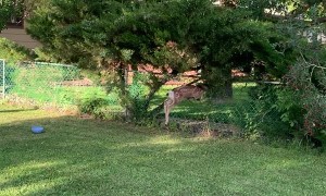A Lost Fawn Struggles to Find Gate Opening