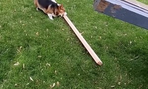 Huckleberry the Corgi Claims 2x4 as His Stick