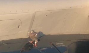 Pigeon Holds onto Plane Wing During Takeoff