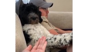 Watch what this dog does when asked if it wants a paw-dicure