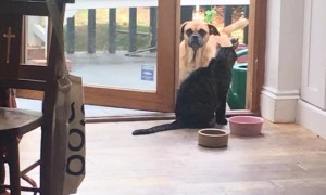 The Cat's the Boss. He Chooses When you Can Enter the House