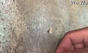 Rescuing a Lizard Stuck in a Wall