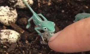 Newly hatched chameleon meets human friend