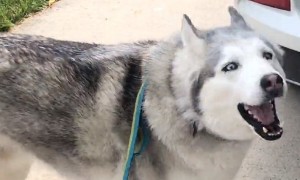 Stubborn husky demands to sit in the front seat of the car