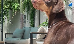 Doberman Butterfly Whisperer