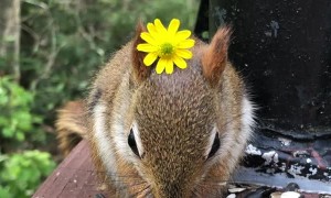 Friendly Baby Red Squirrel Wears Flower