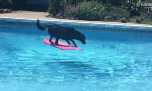 Clever Labrador dog uses wakeboard to fetch ball from pool