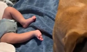 Very Protective Puppy Dog Protects Baby