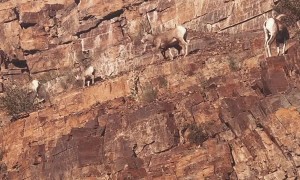 Mob of Bighorn Sheep Scale Mountain