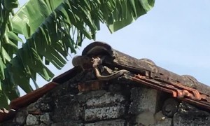Mouse Chases Away Snake to Save Its Baby