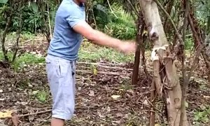 Tree Tumbles on Man as He Tries to Cut It Down