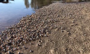 Soldier Crabs March Along Beach