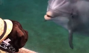 Service dog amazingly plays with friendly dolphin