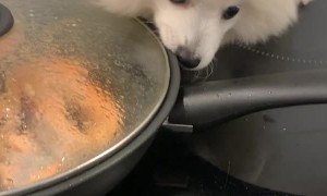 Feisty Dog Stands on Stove