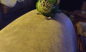 Cute Birdie Rolls off Couch