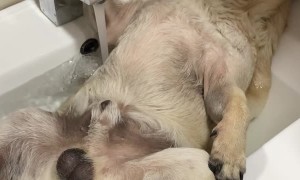 Dog Cools off With a Spa on a Summer Day