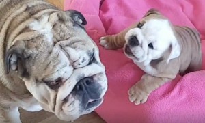 Newborn puppy just wants to play with mom and it's so adorable