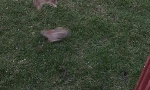 Bunnies Play Leap Frog in Backyard