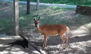 Rescued Fawn Gives Sweet Kisses To a Cat