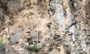 Encounter With Cougar Climbing on the Roadside