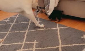 Dog Shows No Mercy to Puppy Playing Tug of War