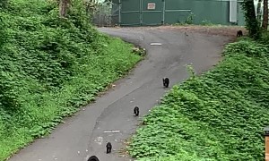 Mama Bear and Cubs Playing Down a Road
