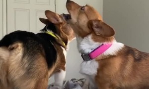 Corgis will not stop howling until their owner gets out of bed