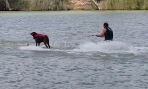 Watch this talented dog water ski better than most humans