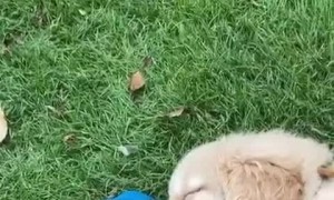 Drowsy Dog Keeping Its Fluids Up