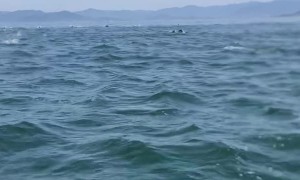 Speed Boat Surrounded by Dolphins