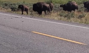 Bison Crossing Road in Grand Teton National Park