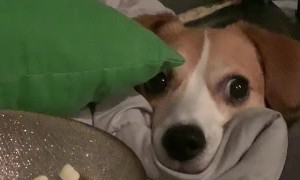 Doggy Stares Longingly as Popcorn