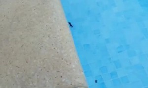 Ant Throws Another Ant Into Pool