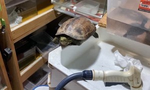 Reviving a Rescued Turtle