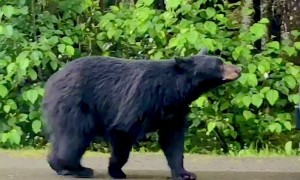 Bear Tries to Enter Scared Person's Car