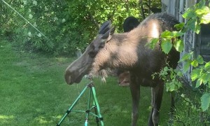 Moose on a Hot Day