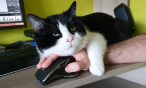 Cat makes working from home a difficult task for owner