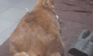 Cat Paws For Booty Pats