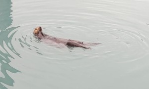 Sea Otter Having a Snack